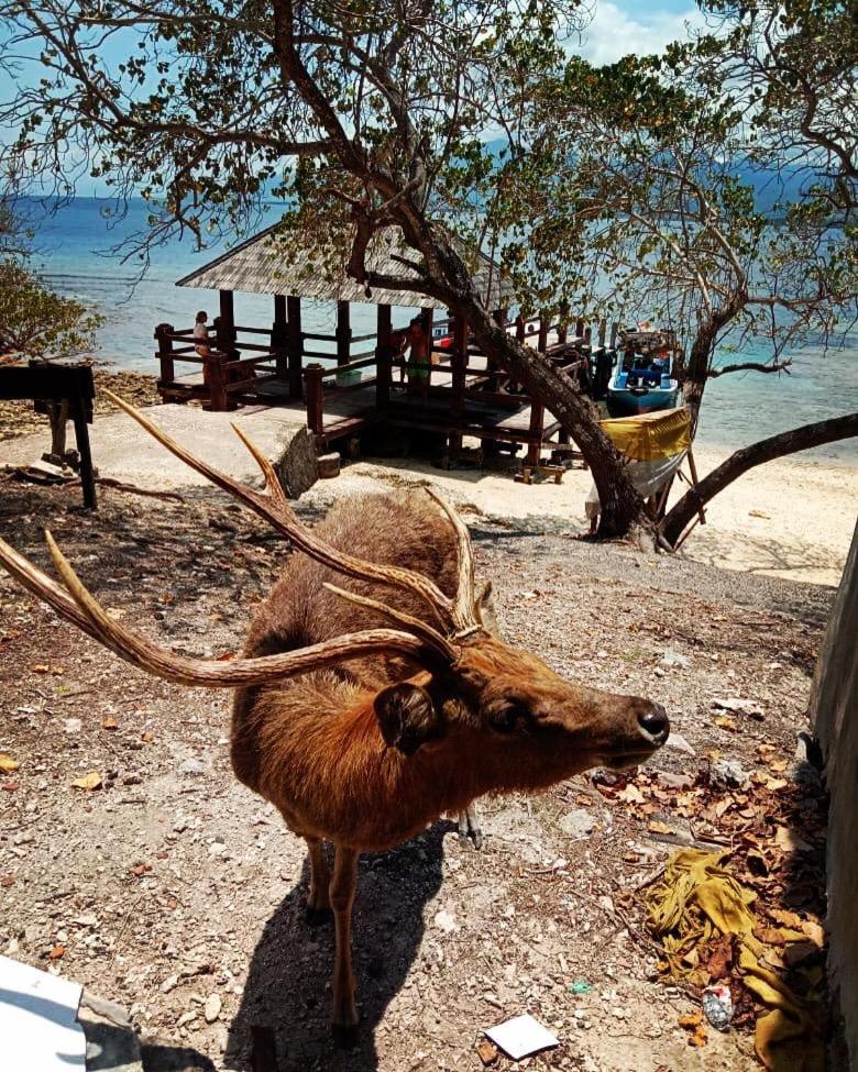 Badini Homestay Pemuteran Kültér fotó